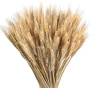 FIORE SPIGHE NATURALI