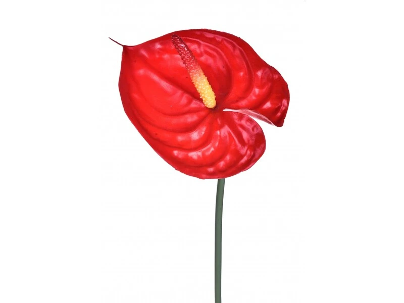 FIORE ANTHURIUM 73 CM