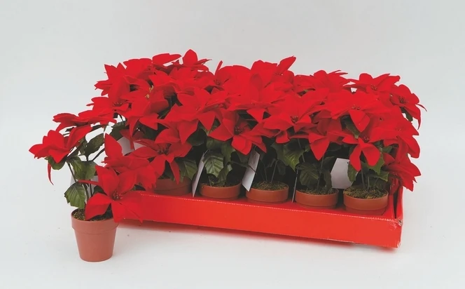 "NATALE" VASETTO STELLA DI NATALE CM 24
