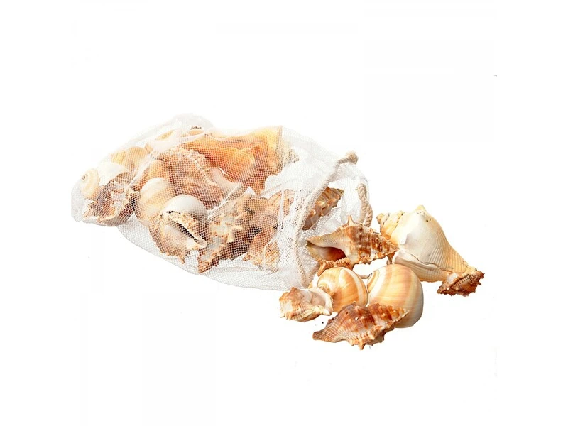 OGGETTISTICA MARE Conchiglie miste piccole
