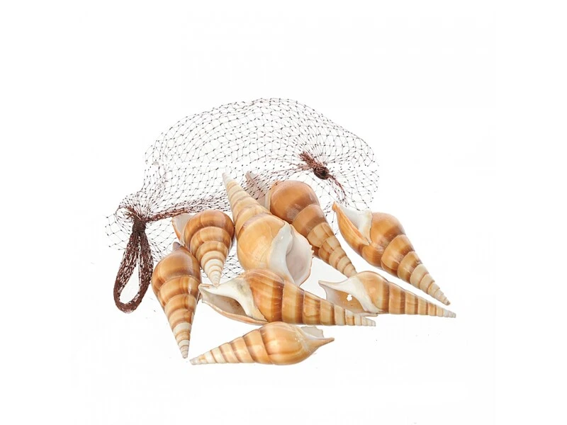 OGGETTISTICA MARE Conchiglie red Eluthani